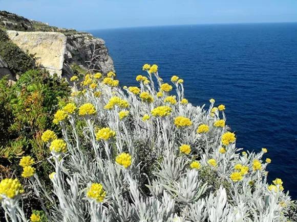 La Ciaccia - L'Elicriso - Profumi Di Sardegna Lägenhet Valledoria  Exteriör bild